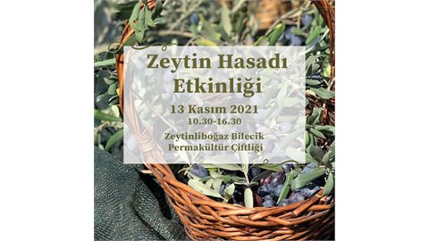 Zeytin Hasadı