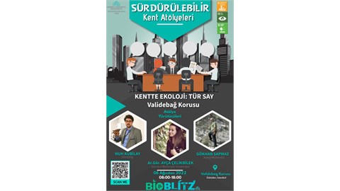 Kentte Ekoloji – Tür Say: Validebağ Korusu Yaz Gözlemi